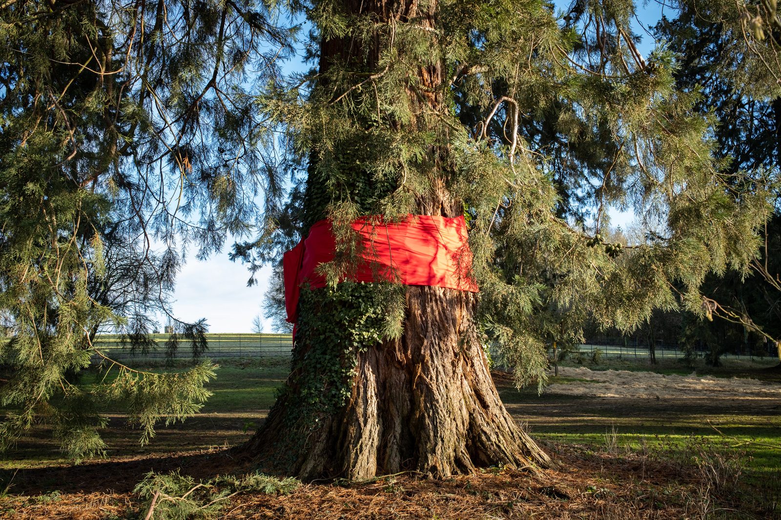 Tie a red ribbon around a tree (as you normally do!)