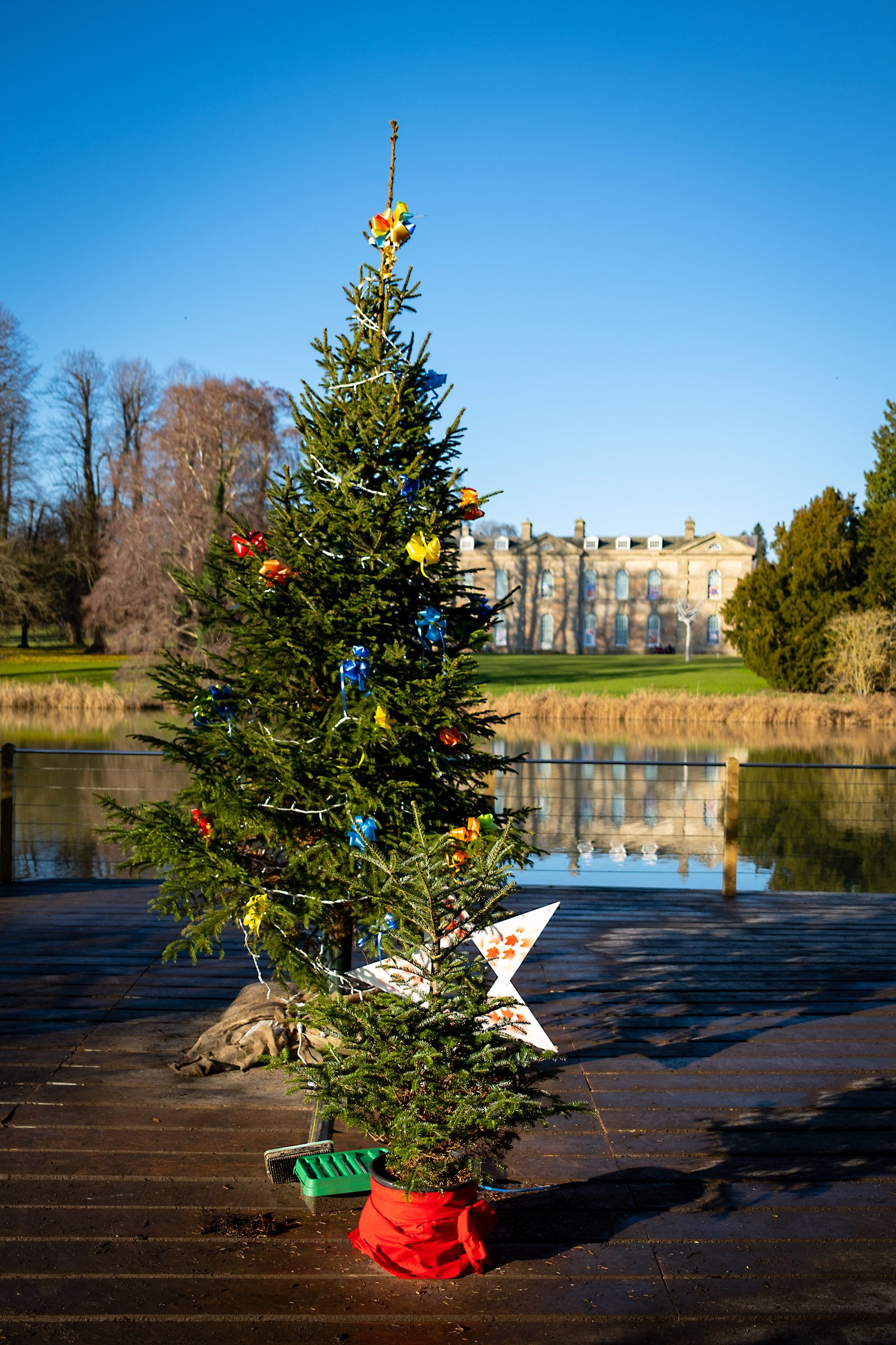 Christmas tree with house in the background