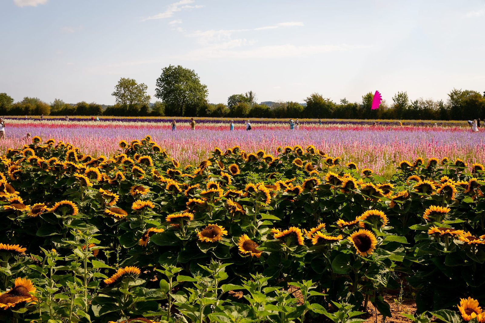 sunflowers and delphiniums