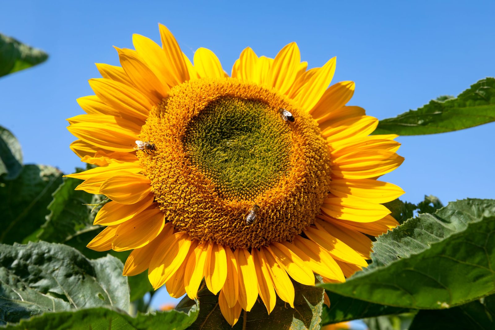 Sunflower bee clock