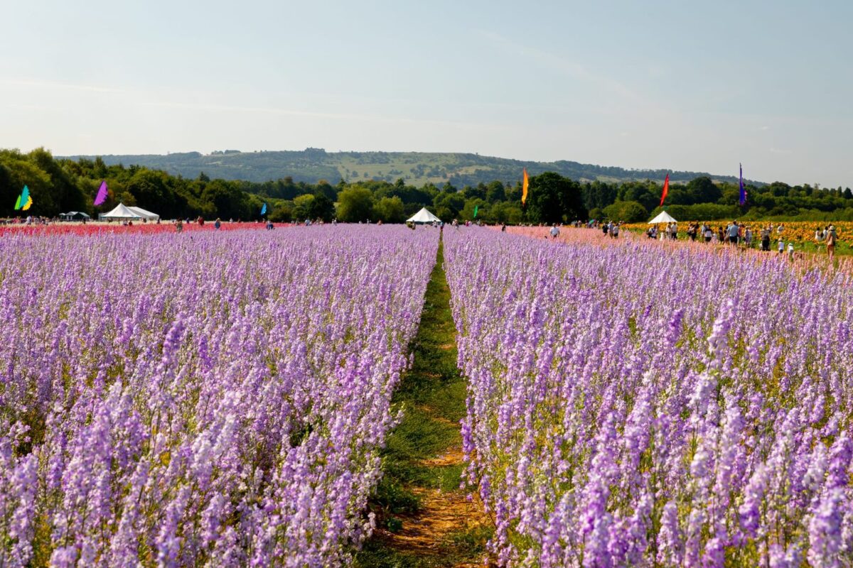 Confetti Fields 2020
