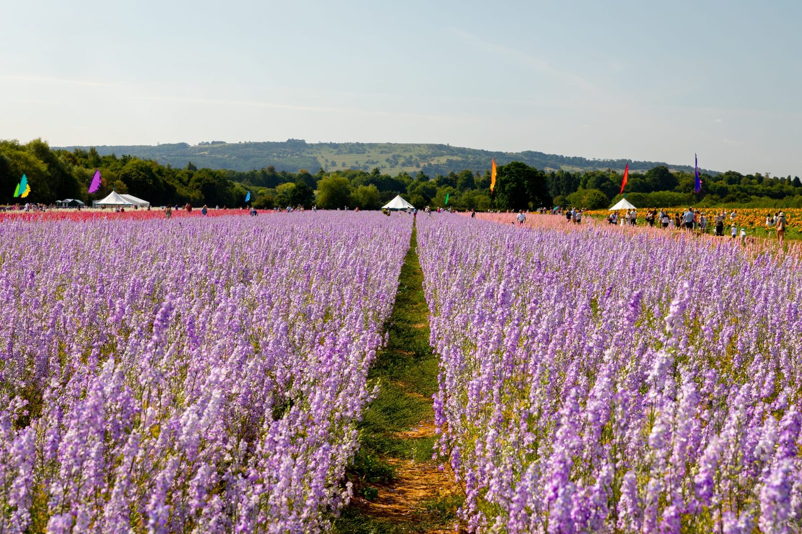 Confetti Fields 2020