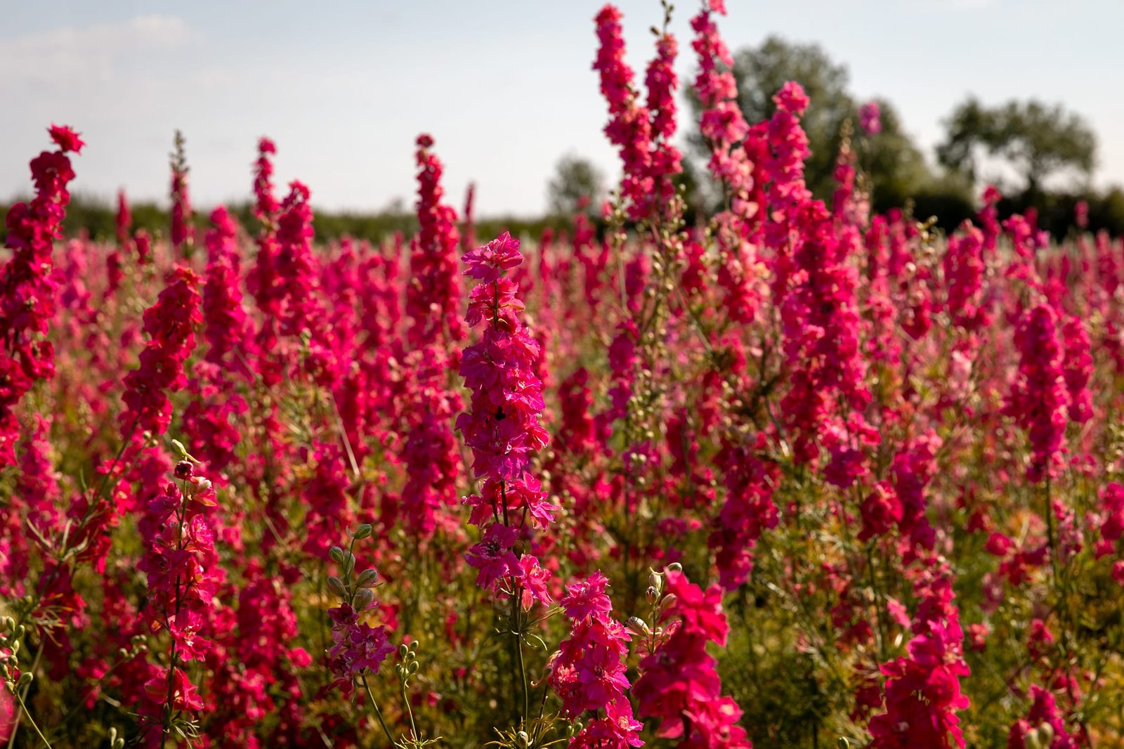 Red delphiniums