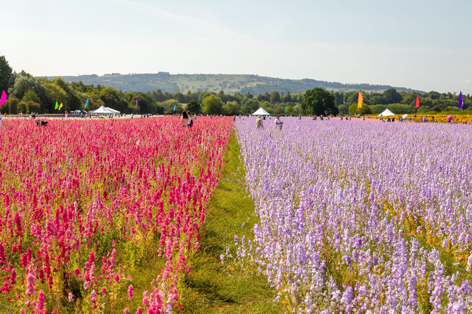 Red and purple Red delphiniums
