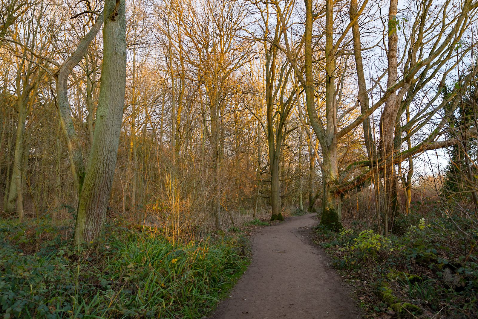 Paths through the woods