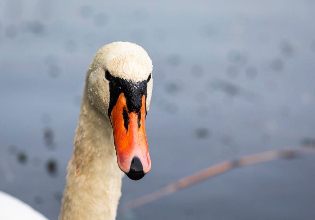 Cotswolds_November_2024