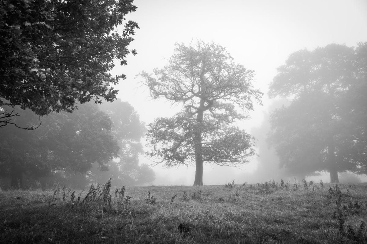 A Foggy Morning at Cracks Hill