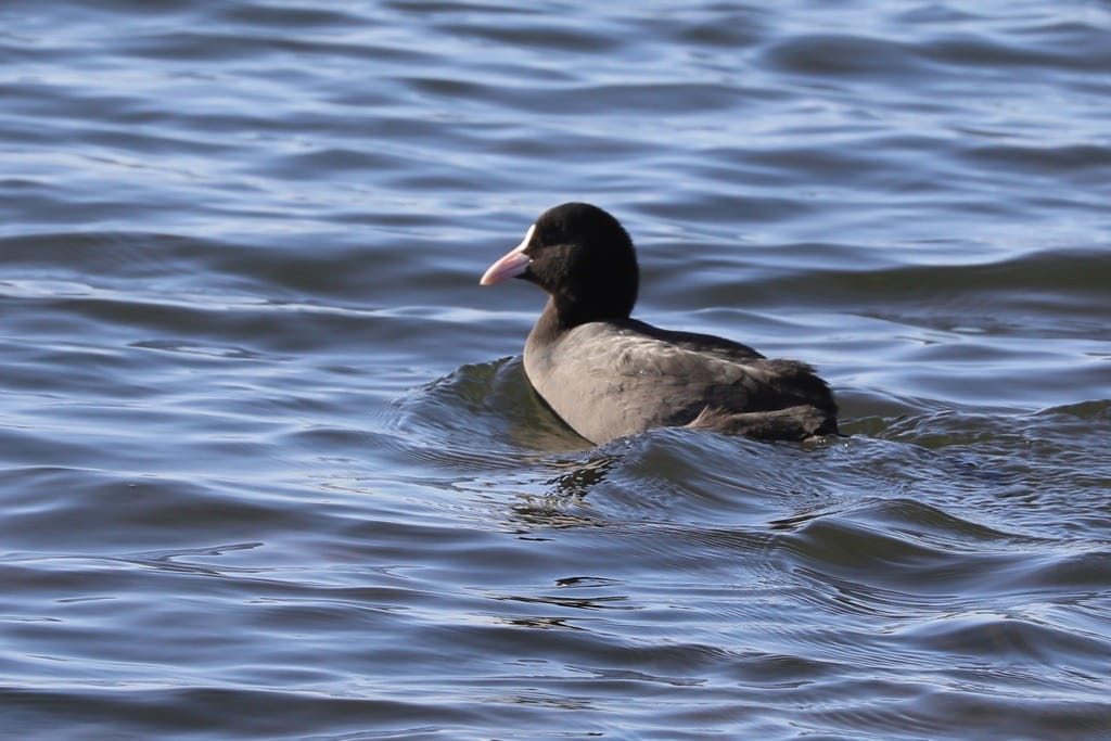 Draycote Water, January 2024