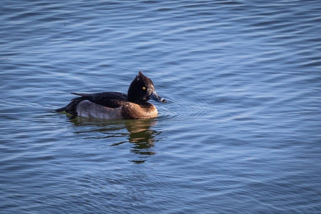 Draycote Water, January 2024