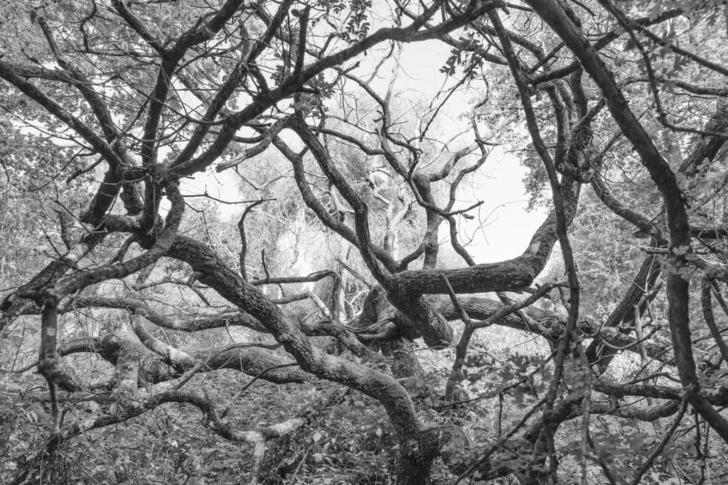 Elmden Manor Walled Garden, Wildlife Trust, Solihull, 2025