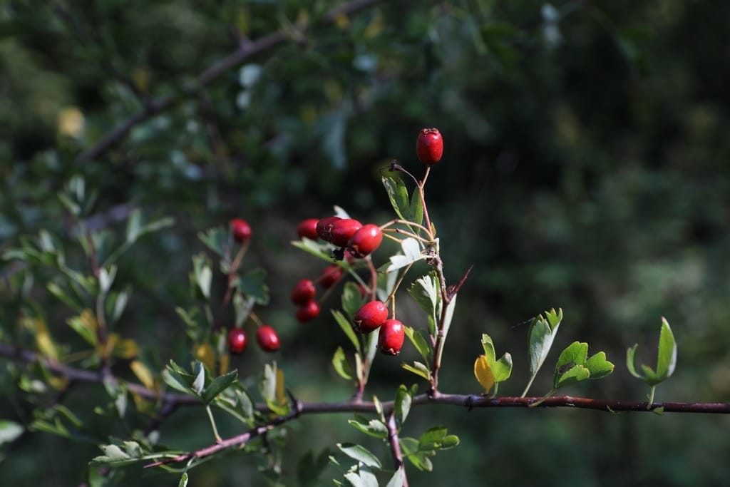 Elmden Manor Walled Garden, Wildlife Trust, Solihull, 2025