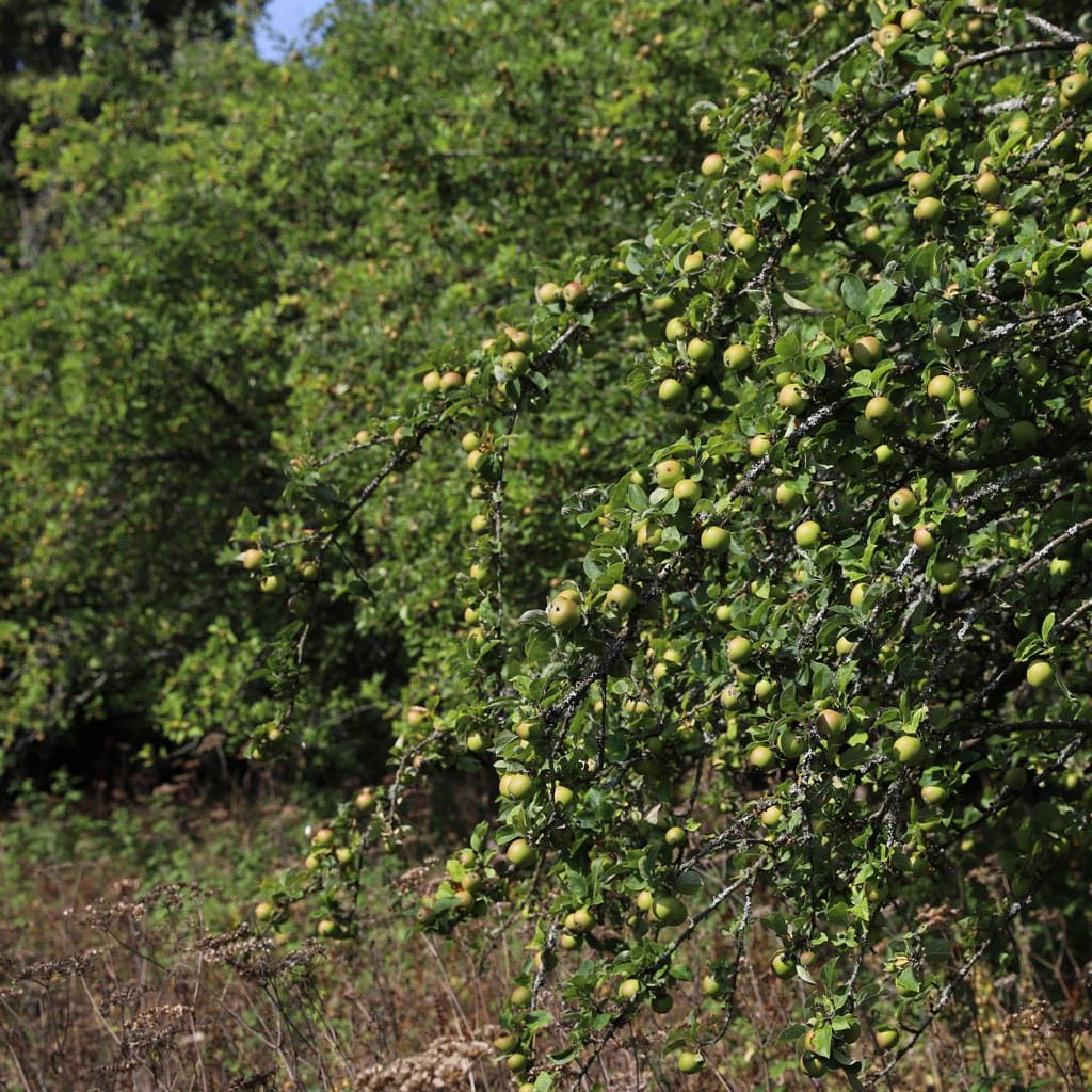 Elmden Manor Walled Garden, Wildlife Trust, Solihull, 2025