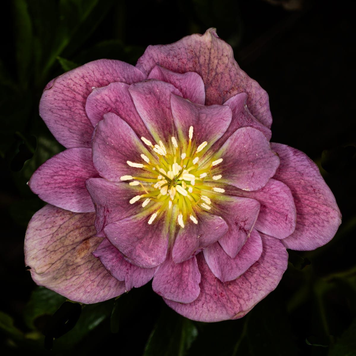 Flowers in my garden, April 2025