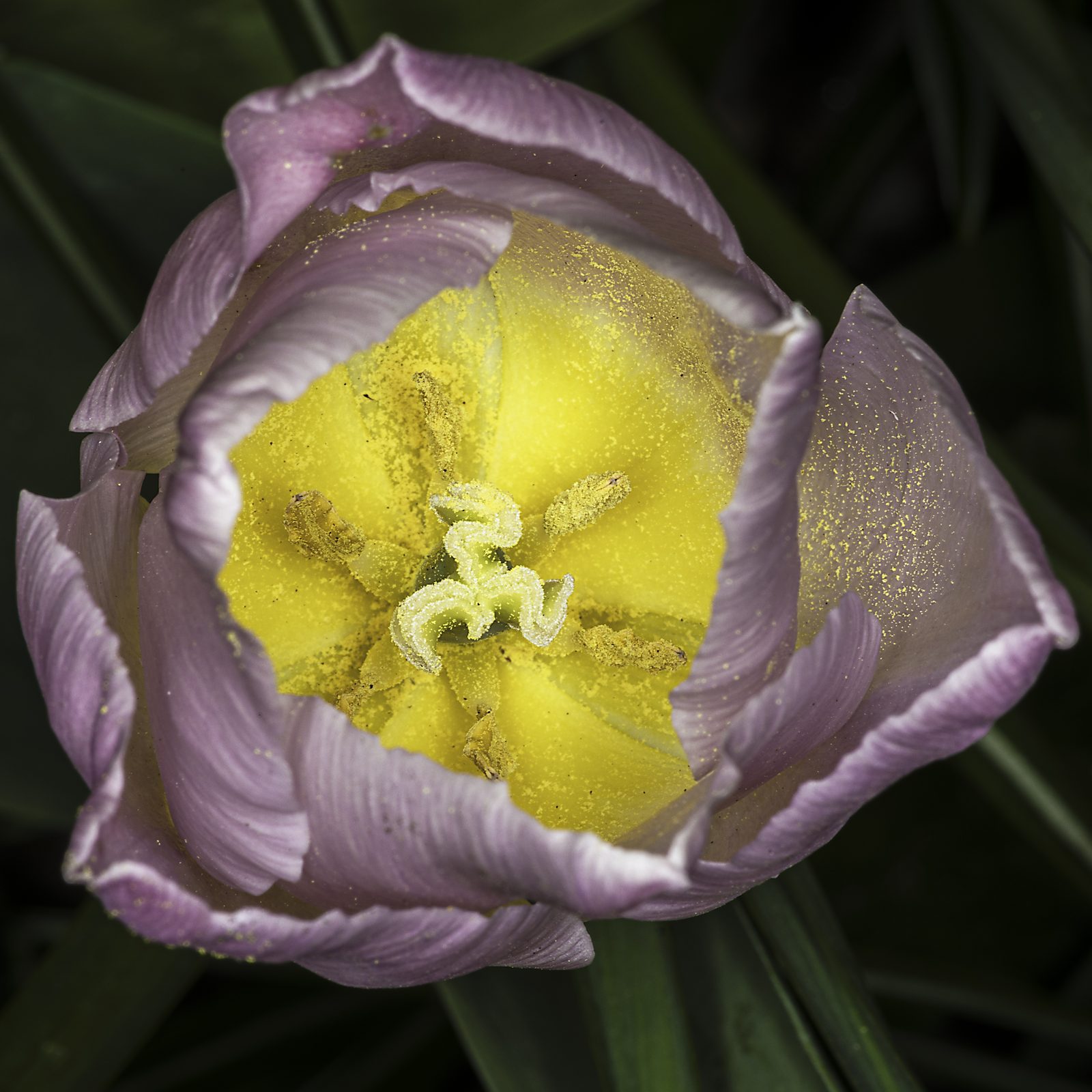 Flowers in my garden, April 2025