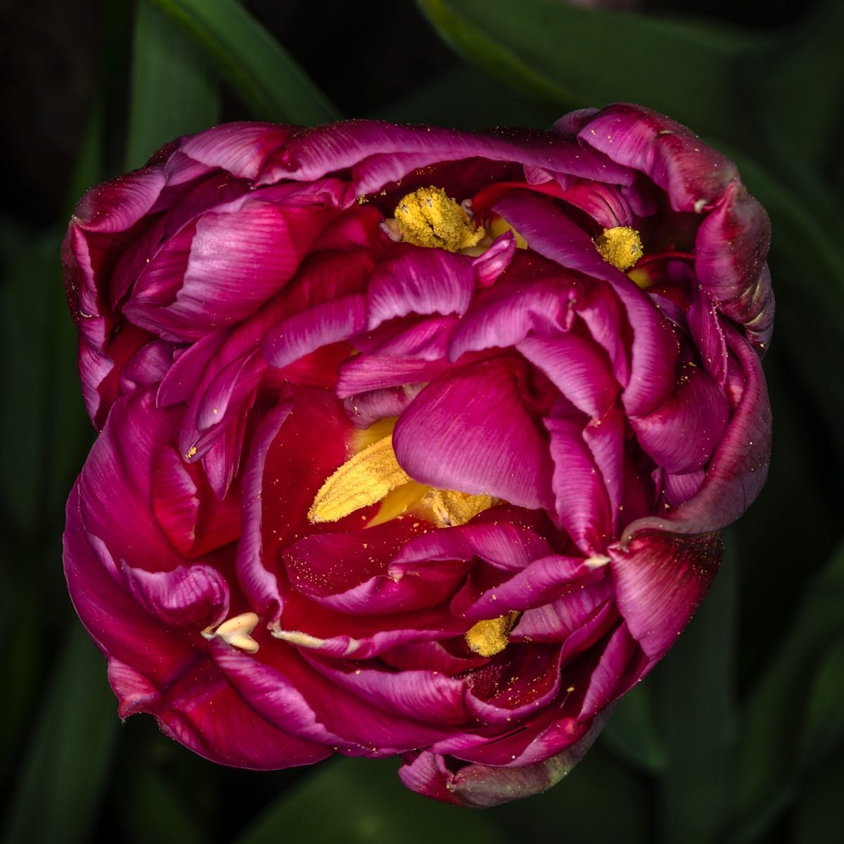 Flowers in my garden, April 2025