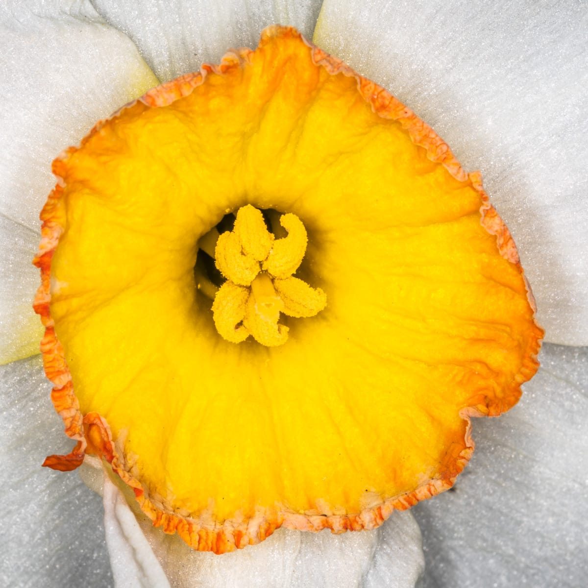 Flowers in my garden, April 2025