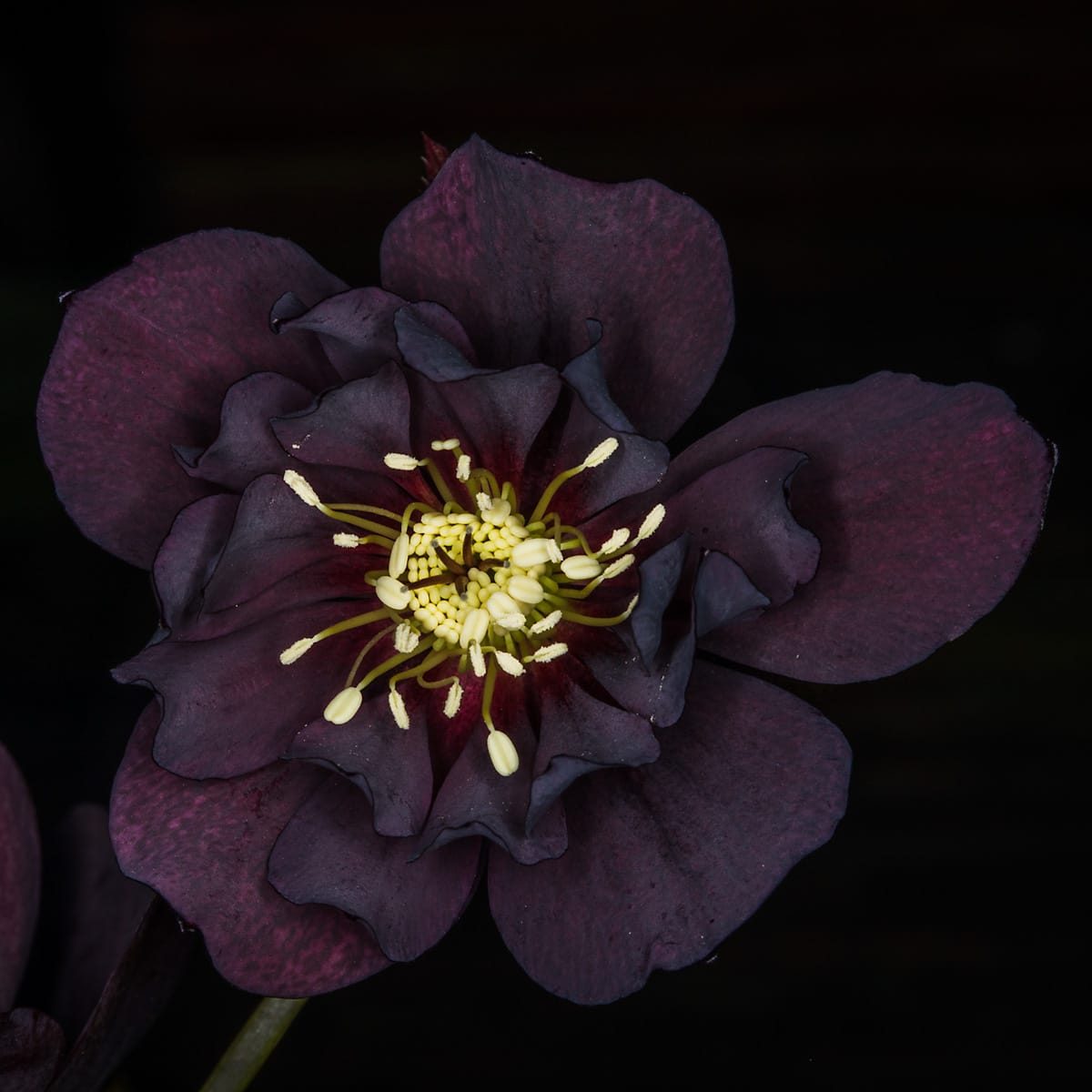 Flowers in my garden, April 2025
