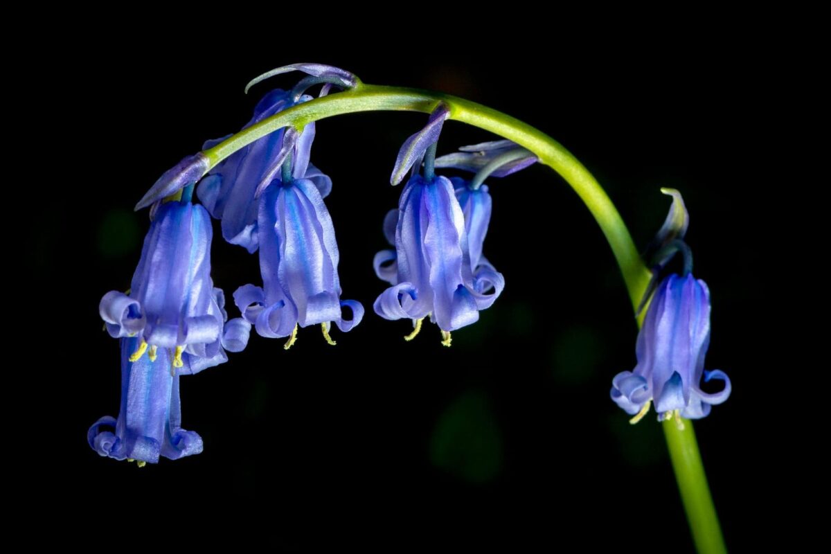 Flowers in the Garden