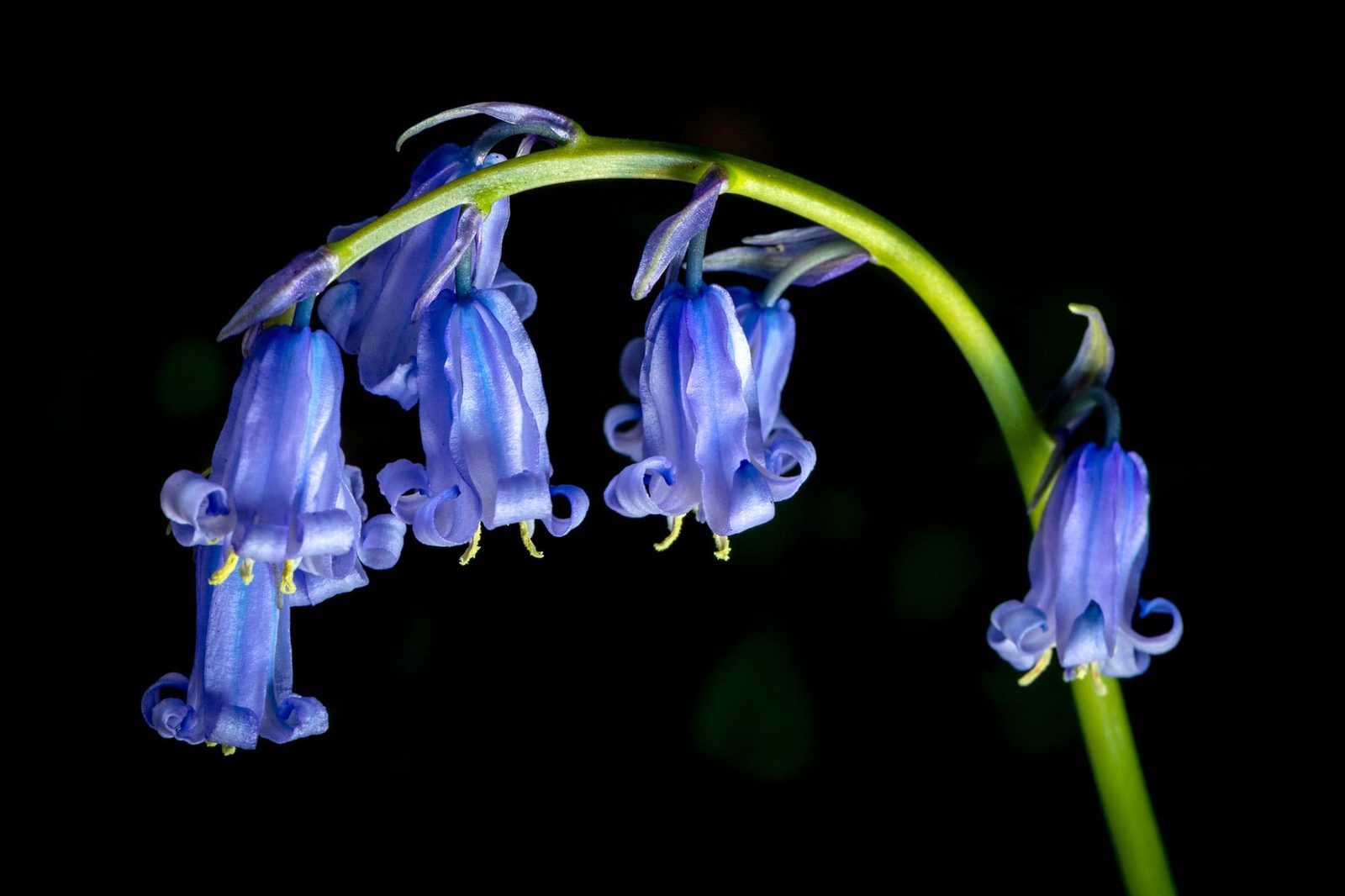 Flowers in the Garden