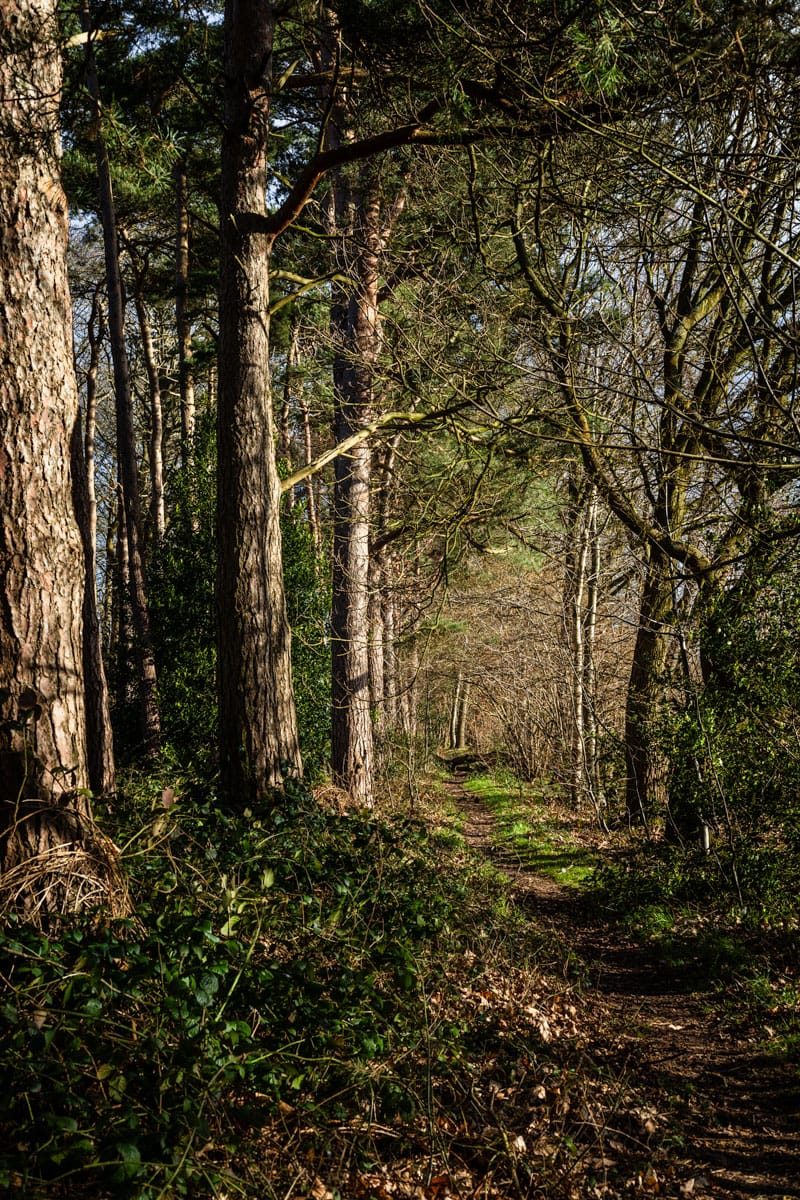16 Acre Wood, Berkswell, HS2, February, 2025