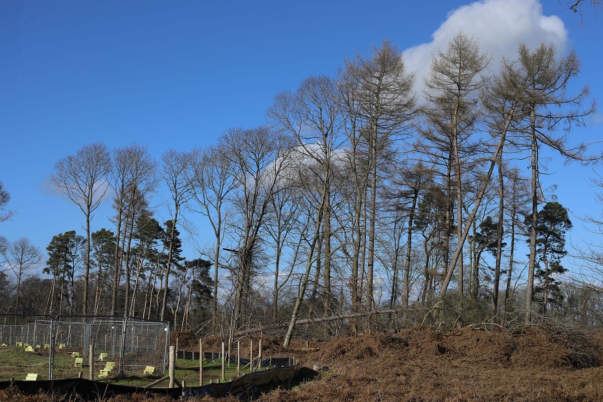 16 Acre Wood, Berkswell, HS2, February, 2025