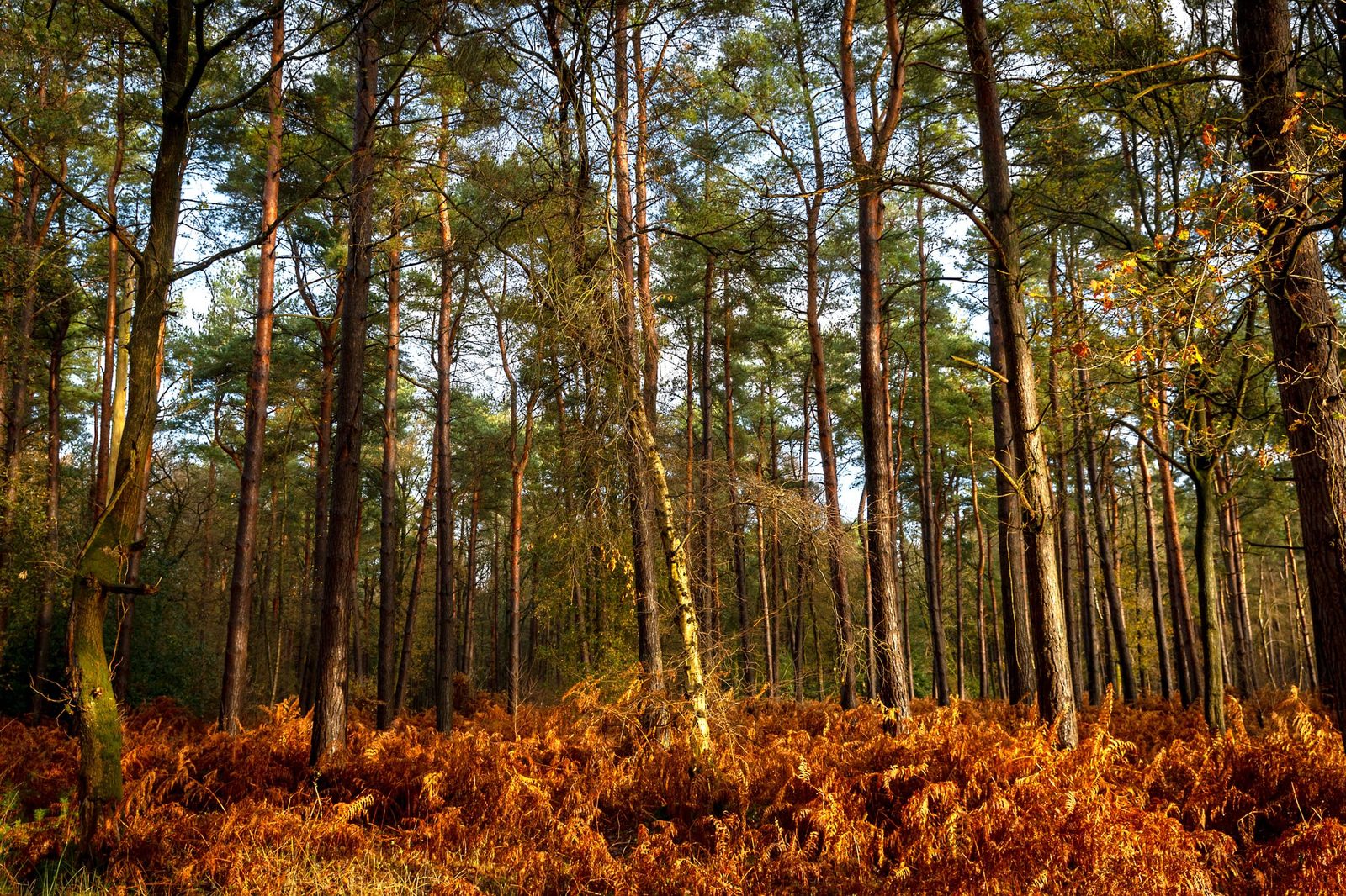 Hay Wood