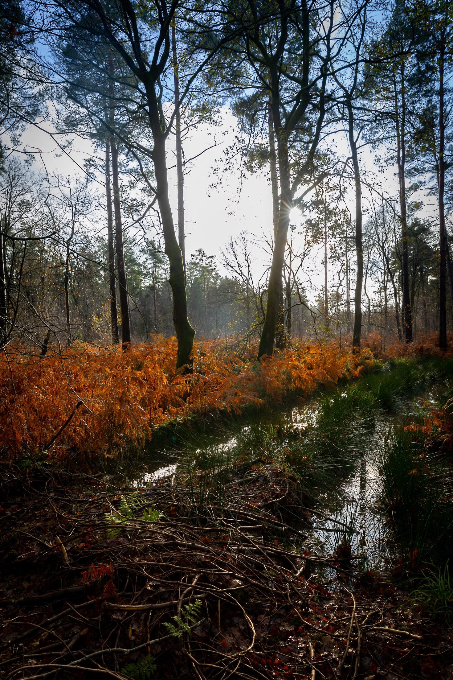 Hay wood
