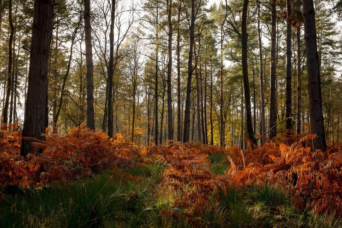Hay Wood: my forrest adventure with my camera