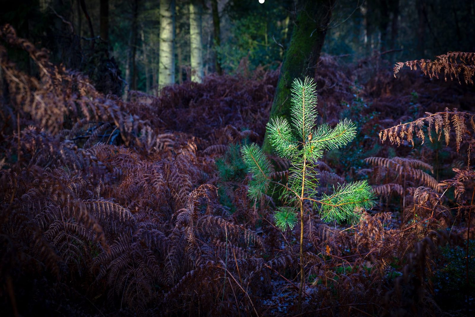 Hay Wood
