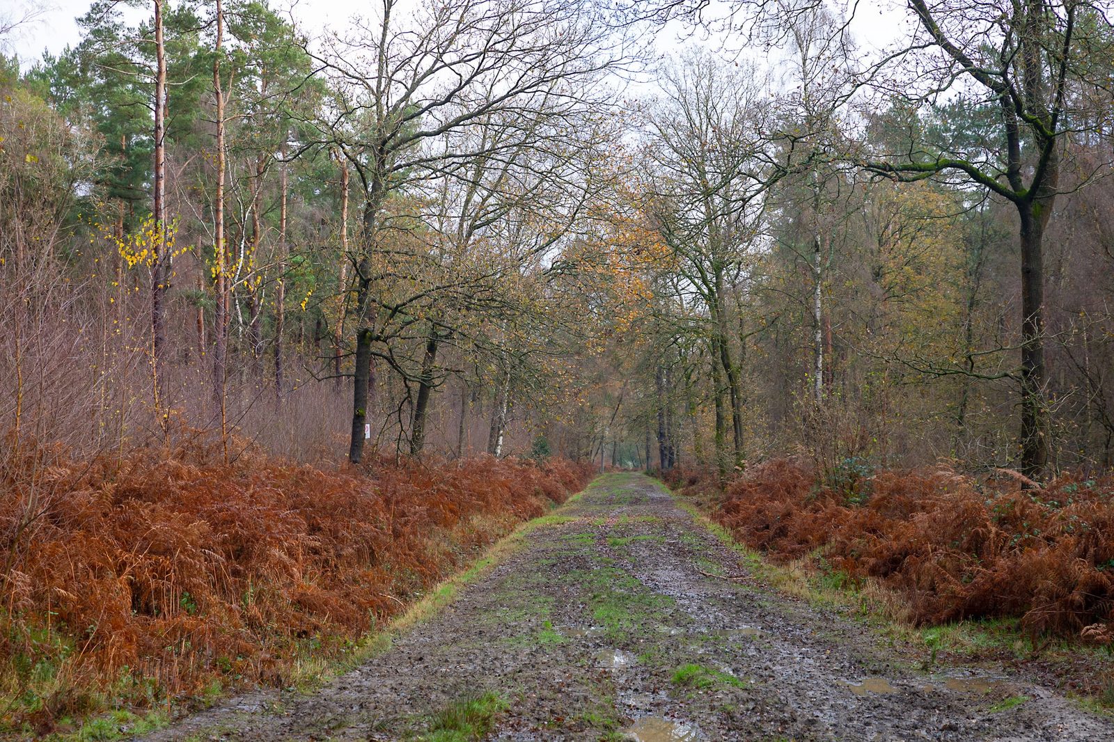 Hay Wood