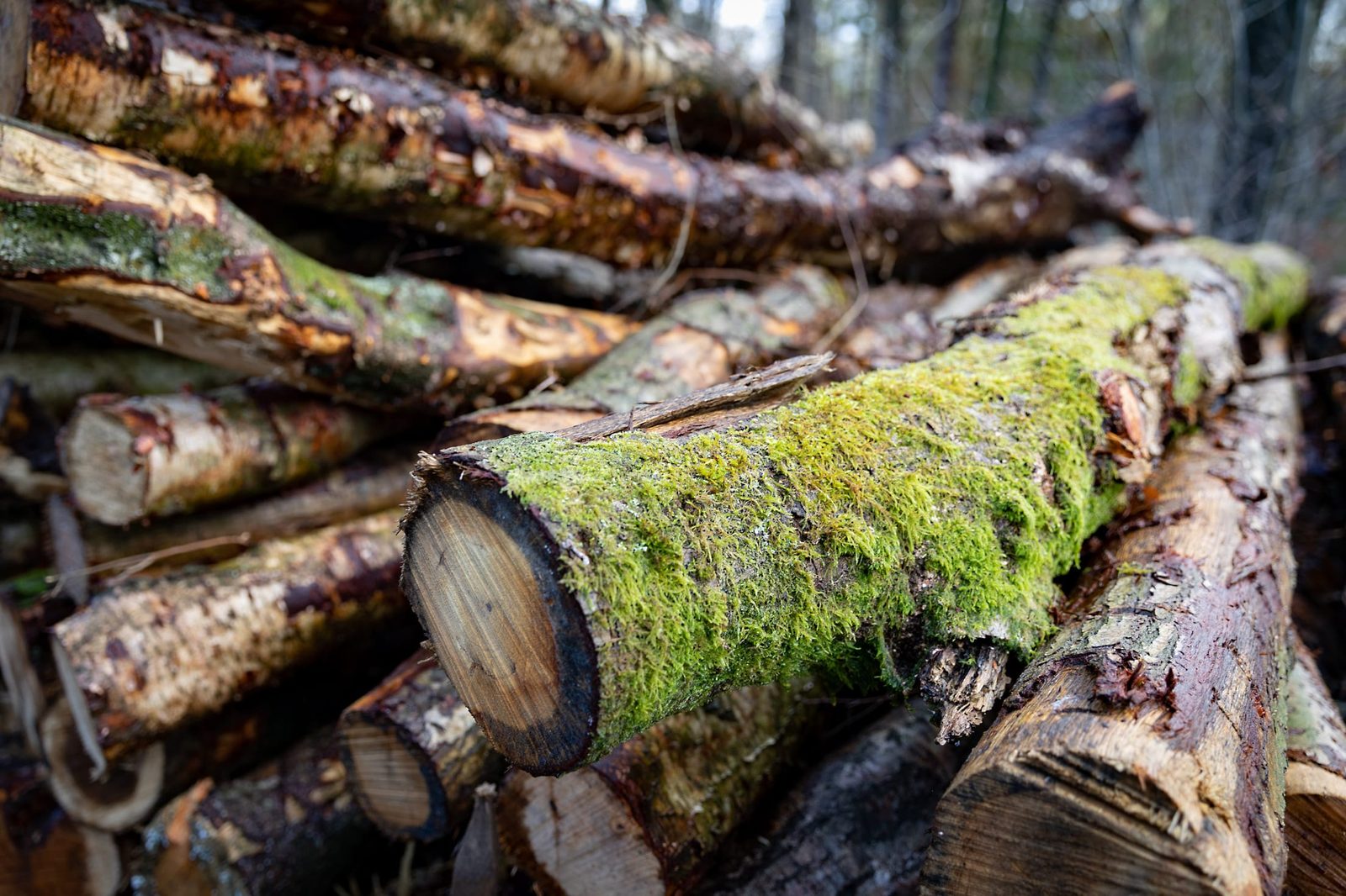 Hay Wood