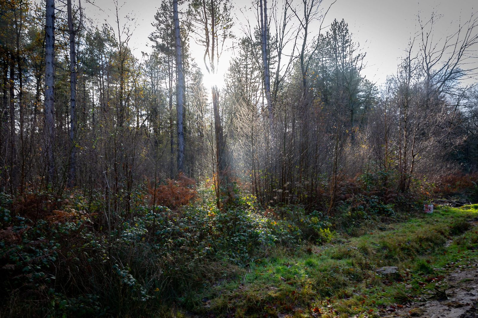 Hay Wood