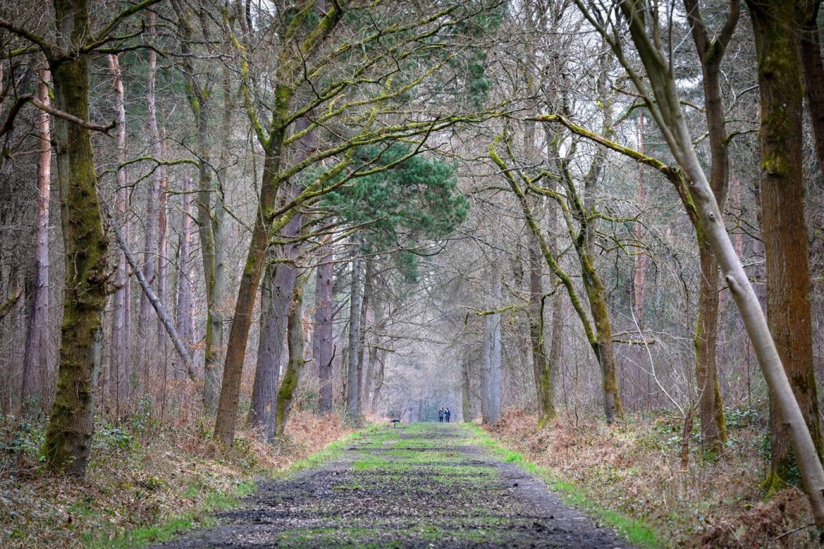 Wood walking