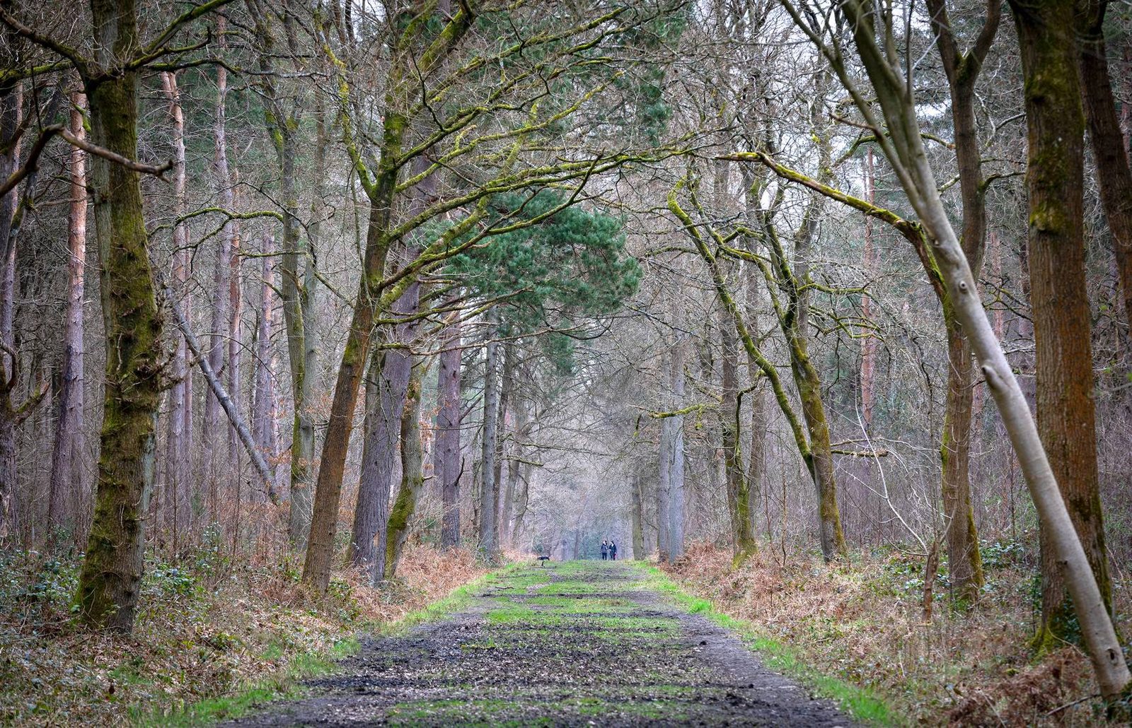 Wood walking