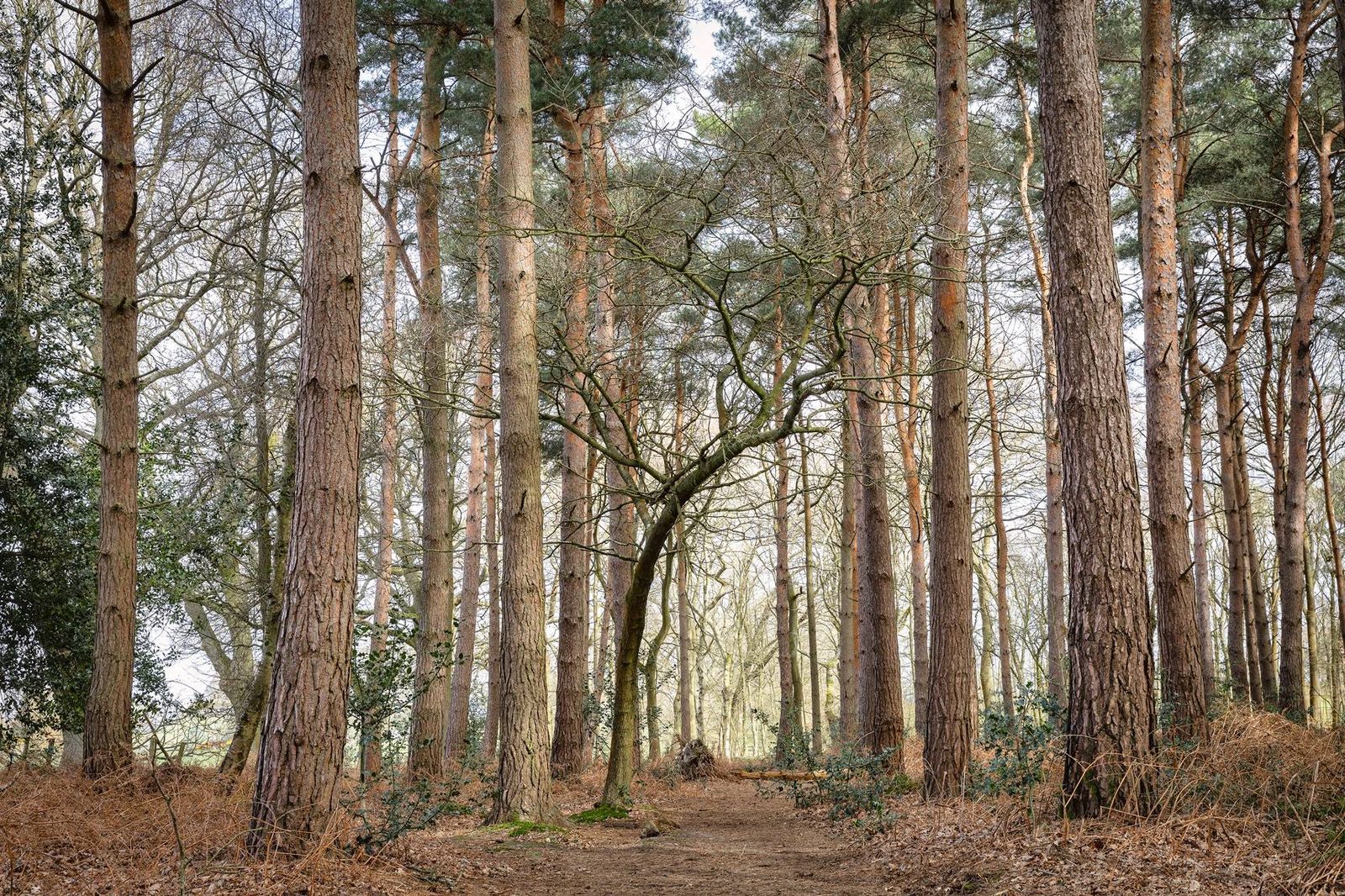 Hay Wood March 2021
