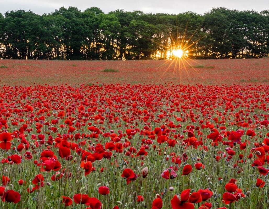 The Poppy Field Matte paper Poster