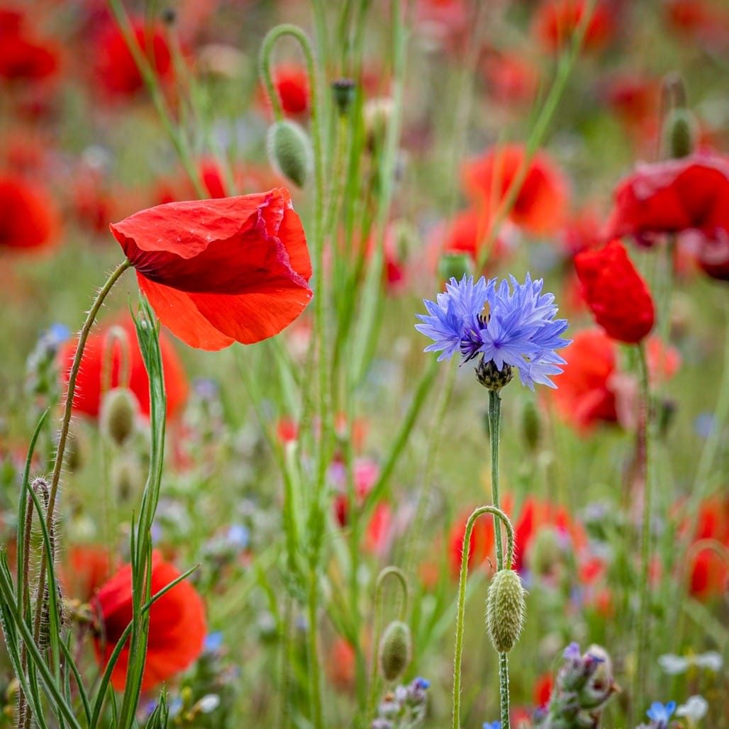 Poppy field, Bewdley, Worcestershire, 2023