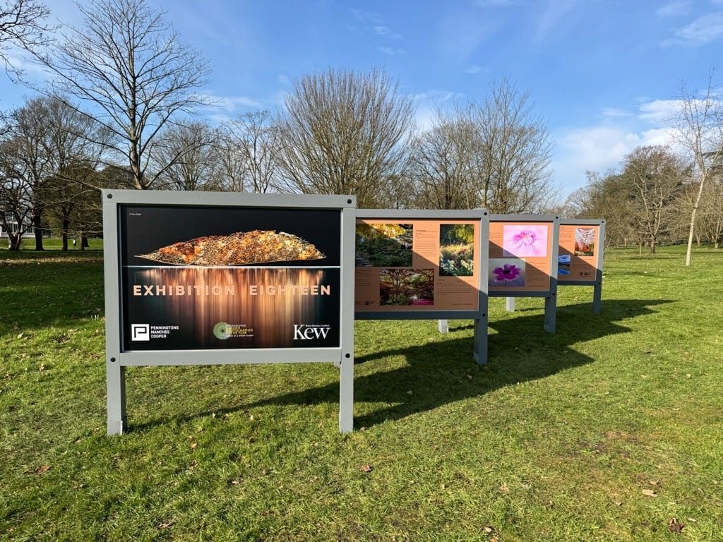 IGPOTY, Kew Gardens, February, 2025