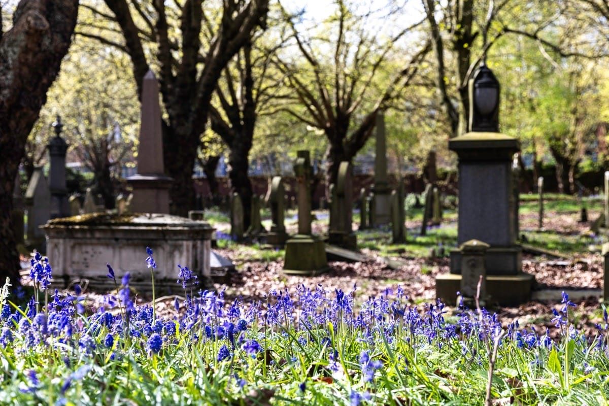 Bluebells in Key Hill Cemetery