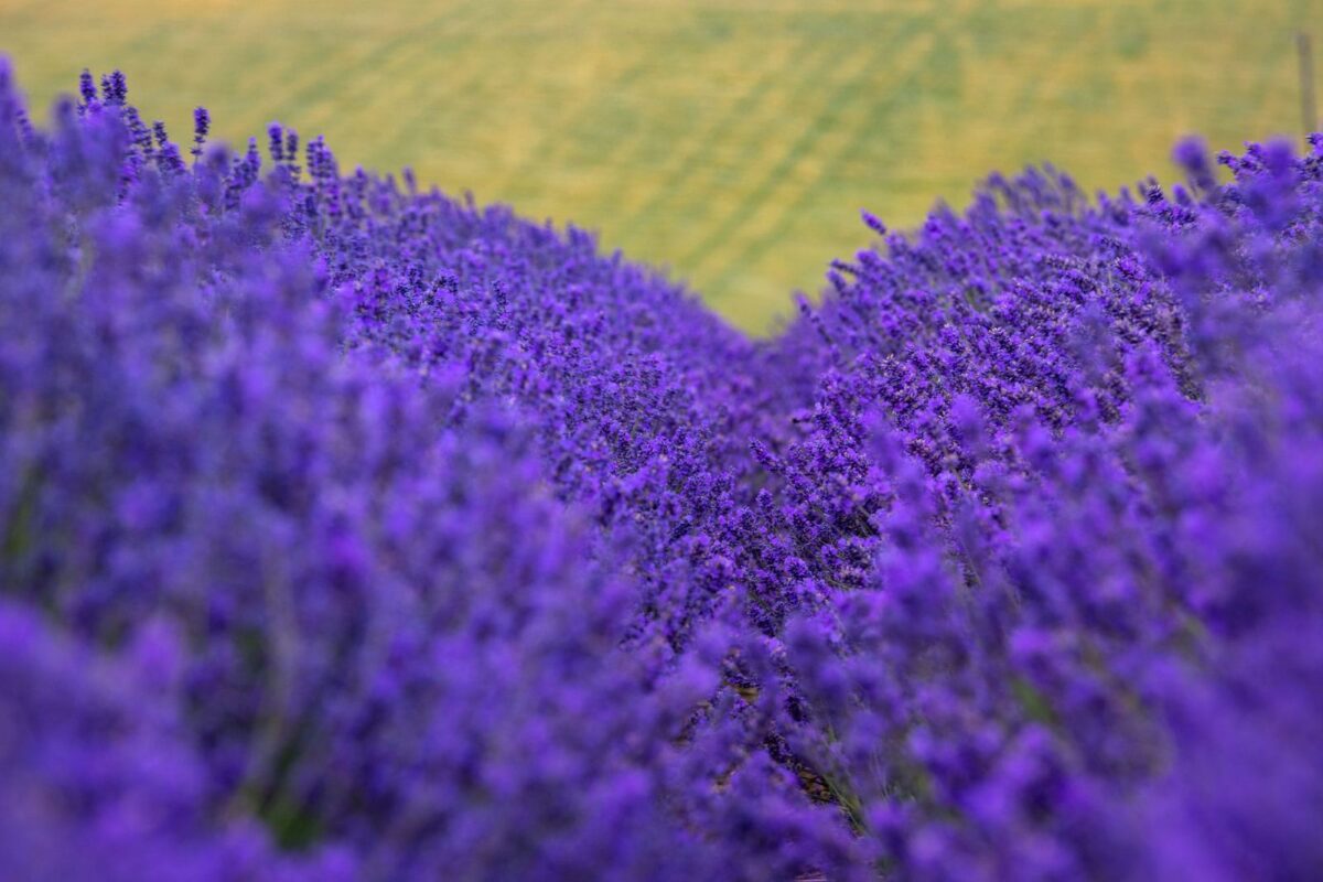 Lavender’s Blue
