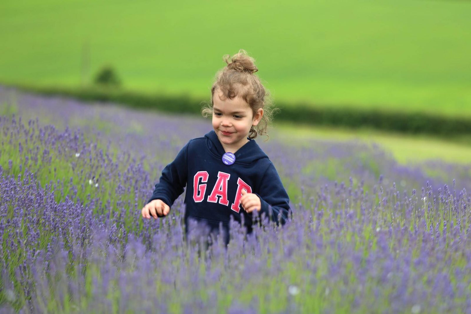 Cotswolds Lavender Fields
