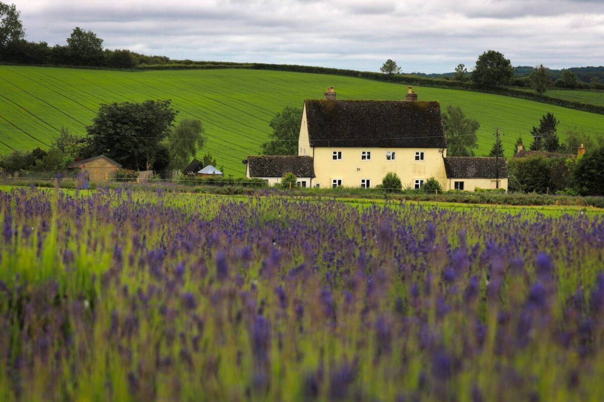 The Purple Lavender