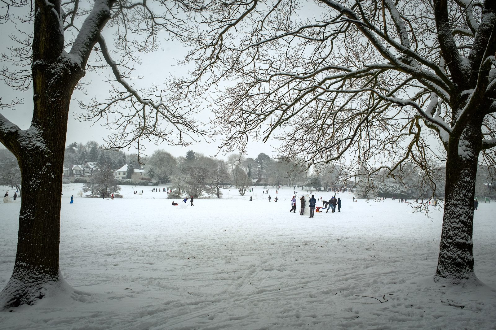 Knowle park in the snow