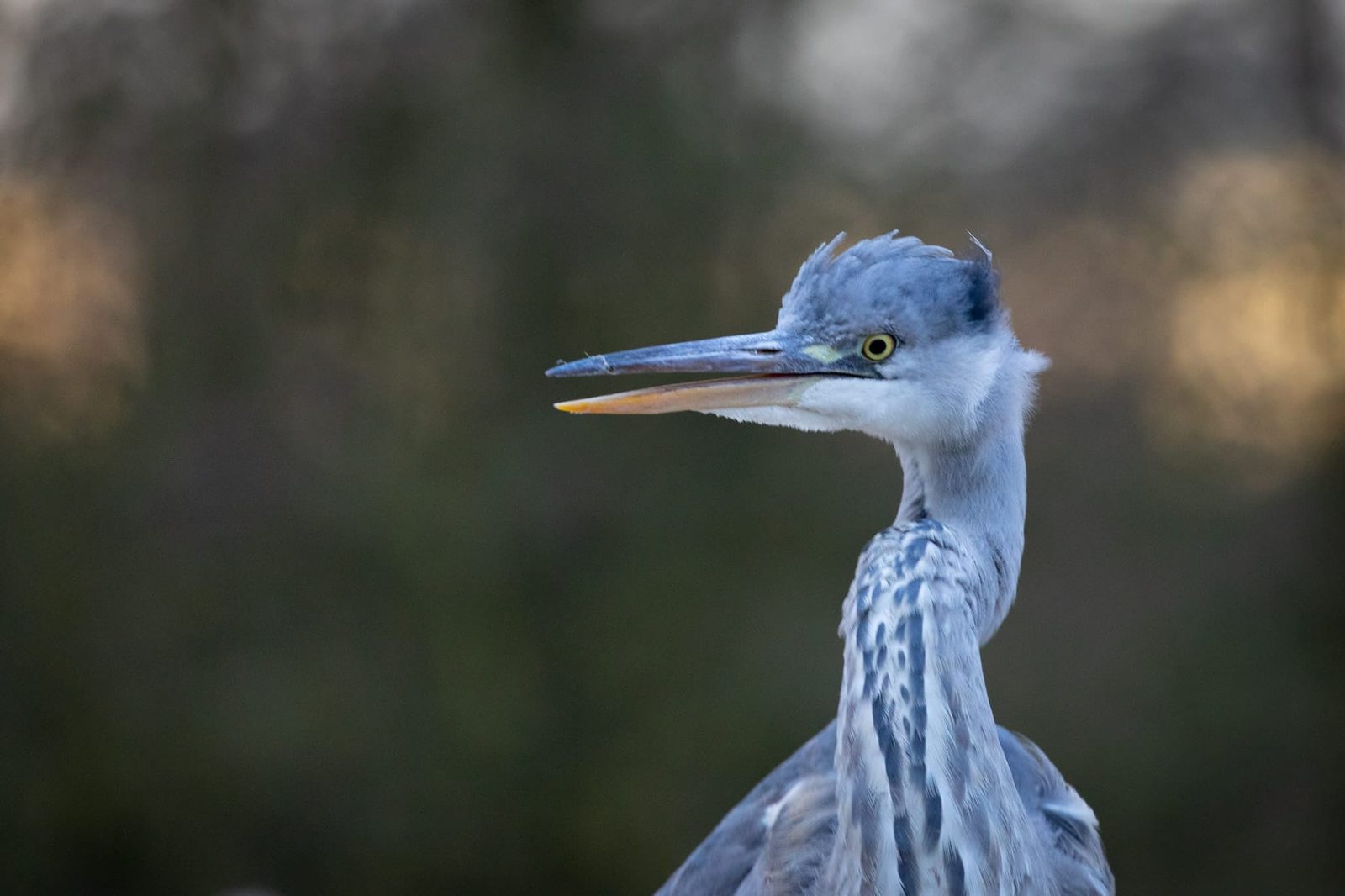 Another one of those Heron looks