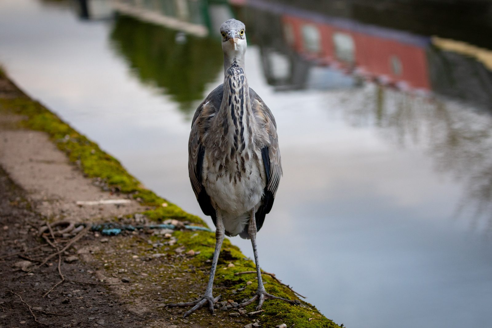 A heron staring at the viewer