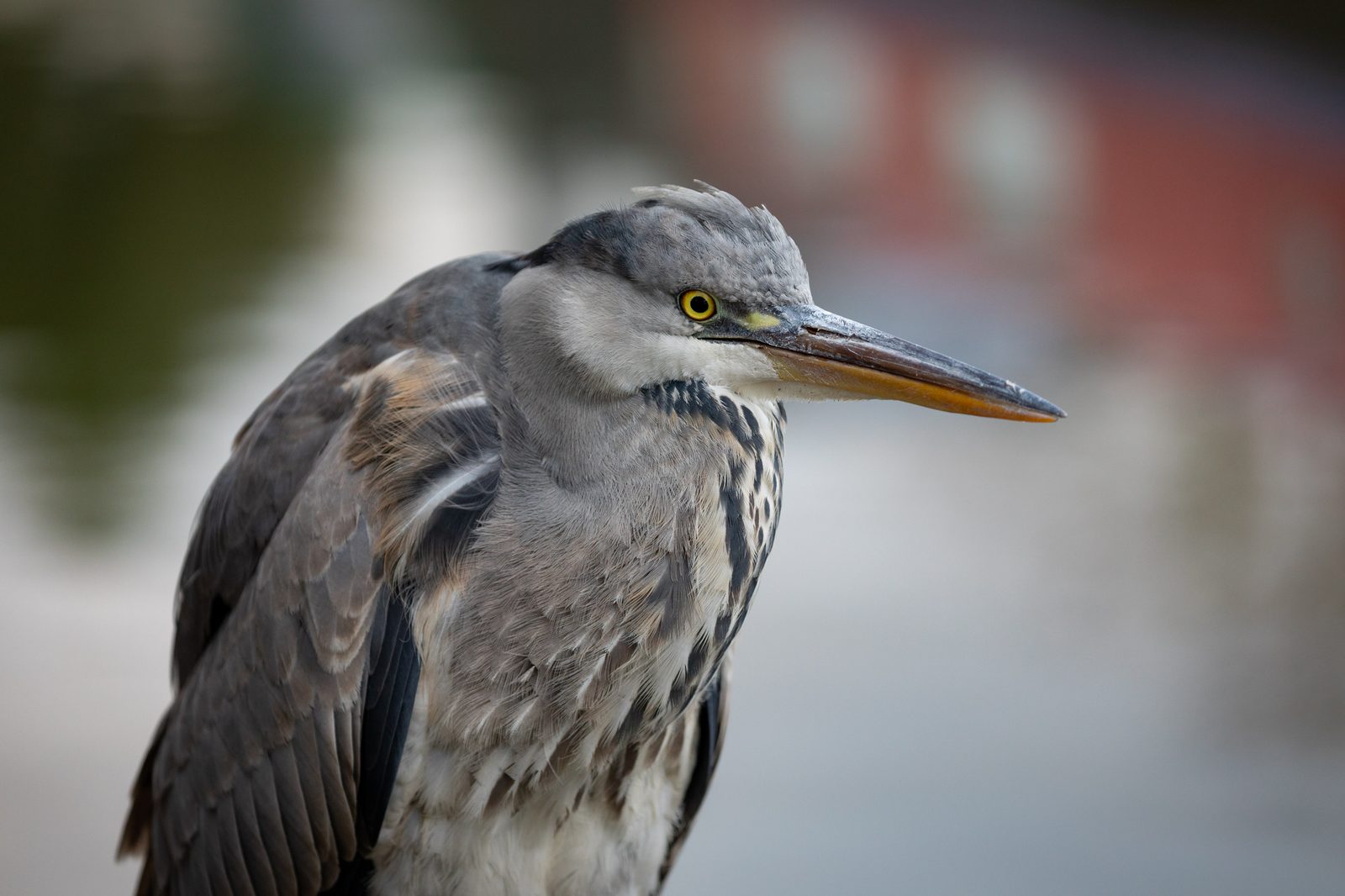 A close up of the heron