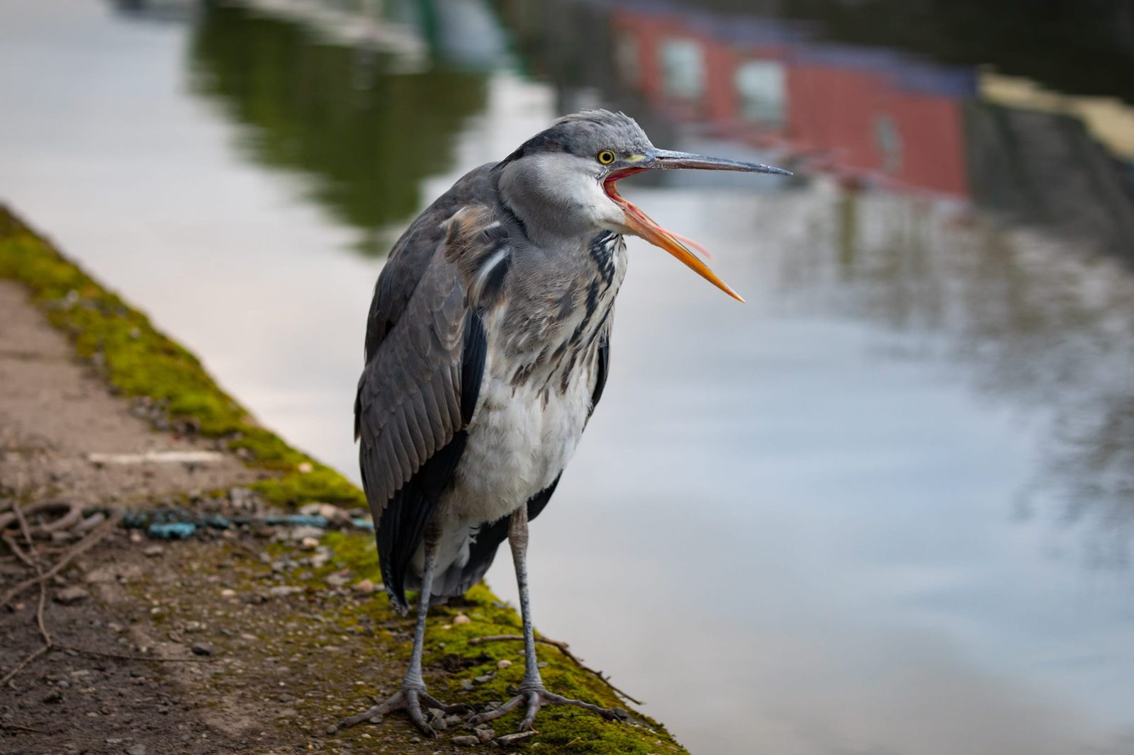 A heron with beak open 