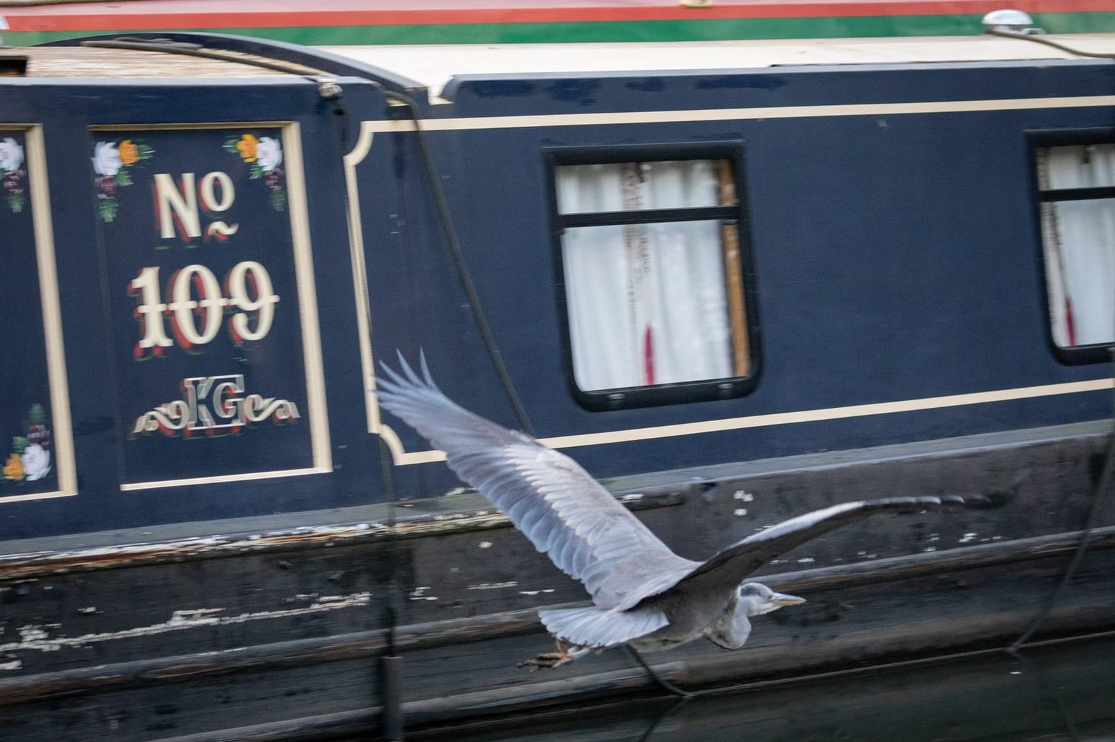 The heron decides to fly away