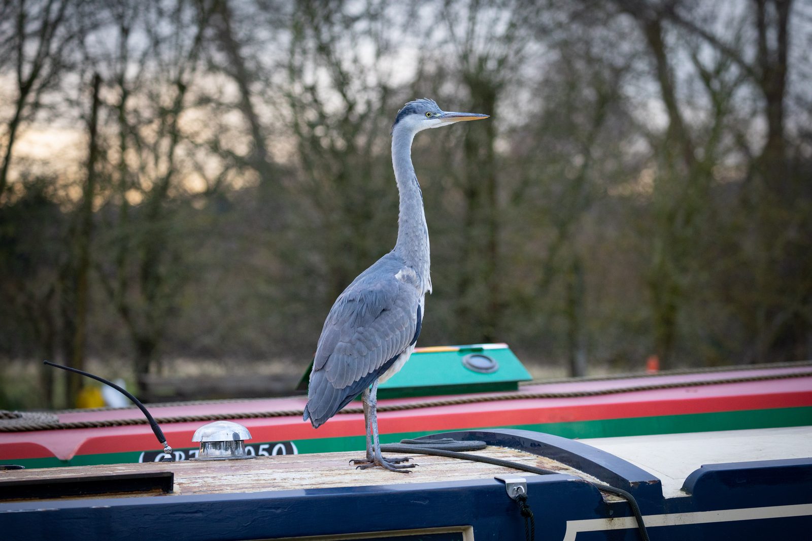 The heron with its neck fully extended
