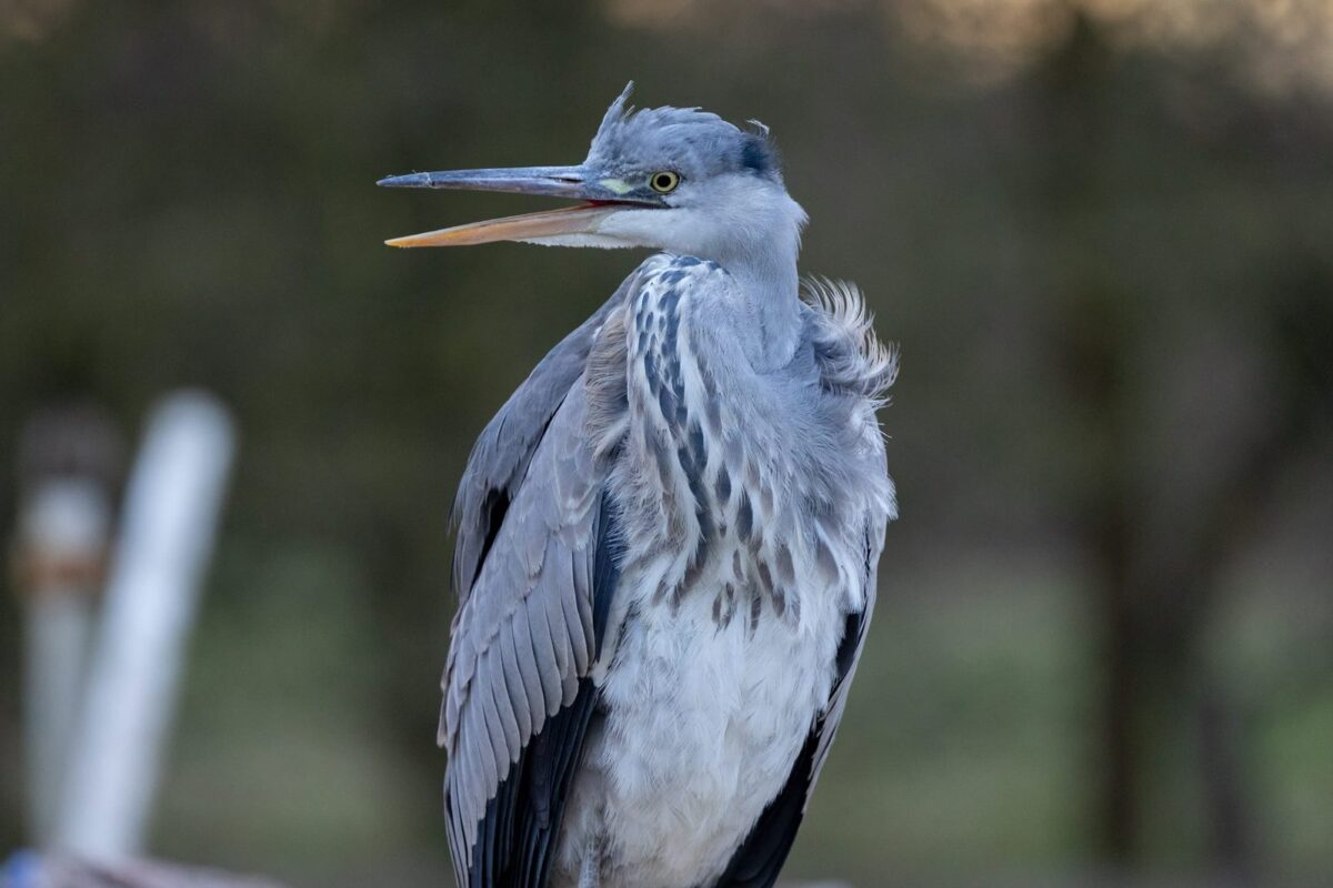 A conversation with a Heron